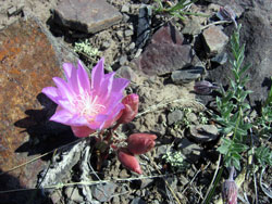 Montana's state flower, the Bitterroot.